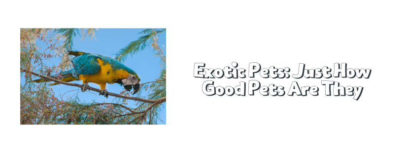 Exotic Pets: Just How Good Pets Are They