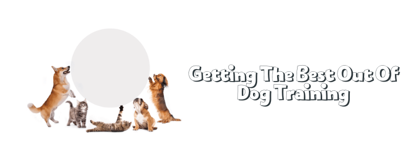 Getting The Best Out Of Dog Training