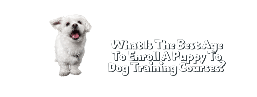What Is The Best Age To Enroll A Puppy To Dog Training Courses?