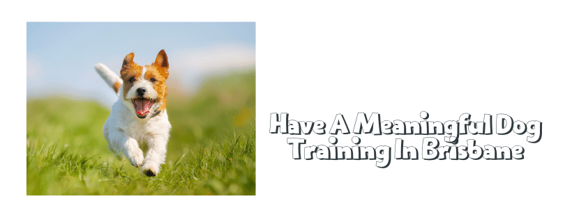 Have A Meaningful Dog Training In Brisbane