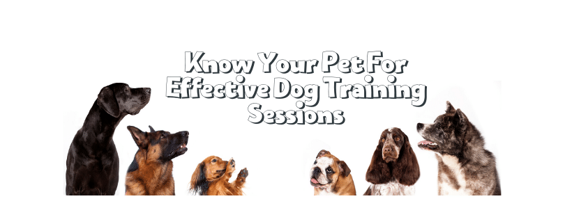 Know Your Pet For Effective Dog Training Sessions