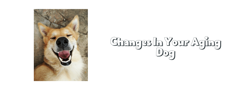 Changes In Your Aging Dog
