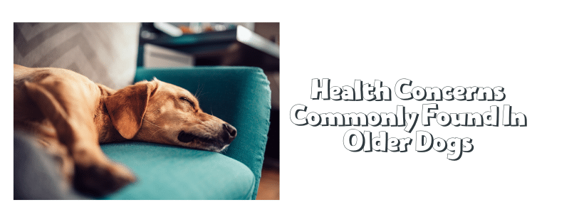 Health Concerns Commonly Found In Older Dogs