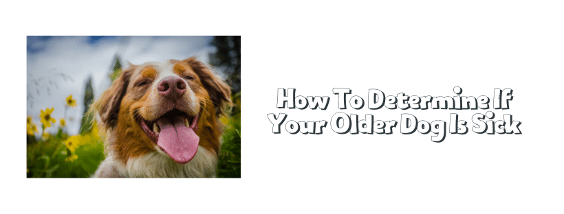 How To Determine If Your Older Dog Is Sick