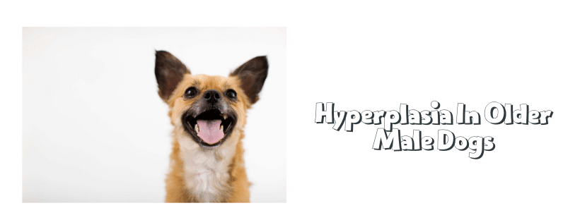 Hyperplasia In Older Male Dogs