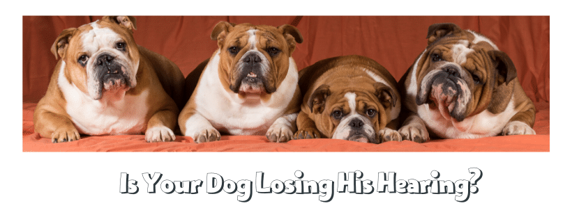 Is Your Dog Losing His Hearing?