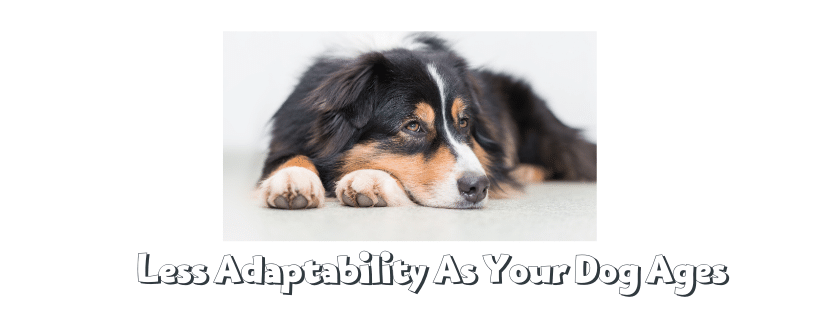 Less Adaptability As Your Dog Ages