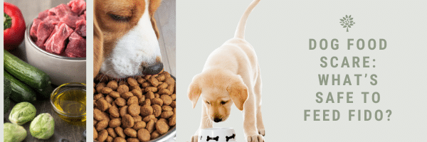 Dog Food Scare: What’s Safe to Feed Fido?
