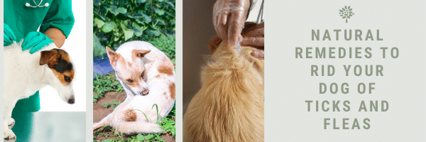 Natural Remedies to Rid Your Dog of Ticks and Fleas