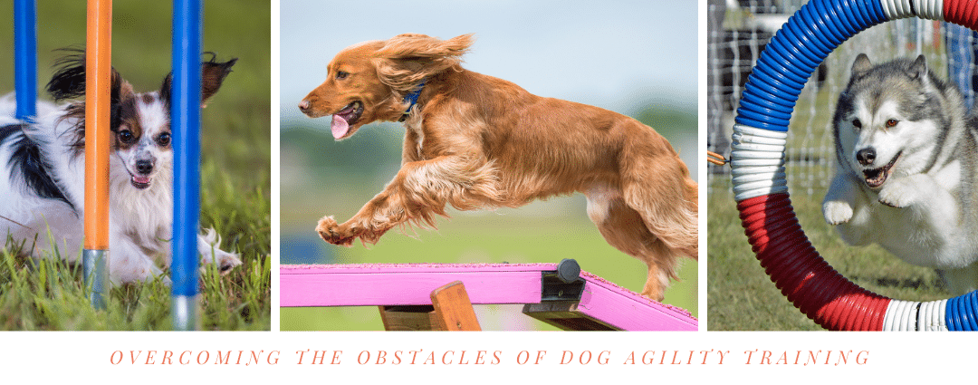 Overcoming the Obstacles of Dog Agility Training