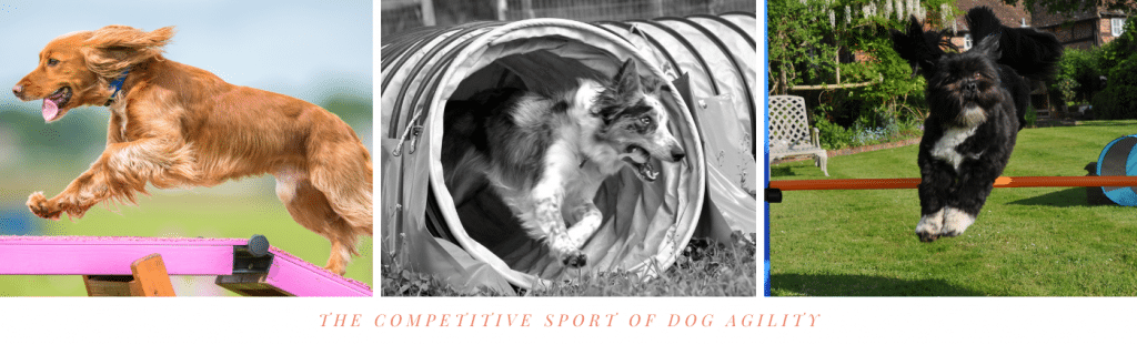 The Competitive Sport of Dog Agility