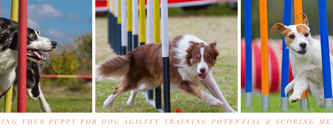 Assessing Your Puppy for Dog Agility Training Potential & Scoring Methods.
