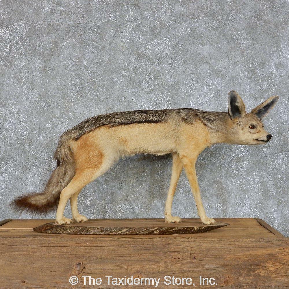 #13115 N | Black Backed Jackal Life Size Taxidermy Mount Coyote