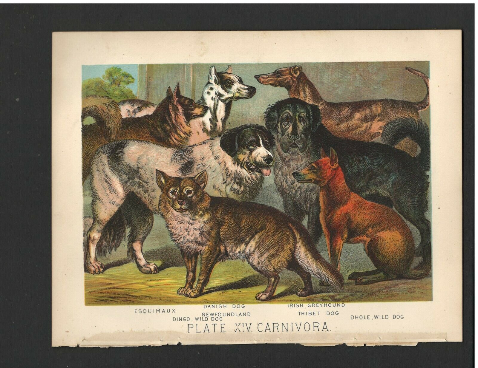 Antique Color Plates (1880) – Esquimaux, Danish Dog, Dingo, Greyhound, Dhole