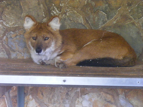 dhole (Photo: Marie Hale on Flickr)