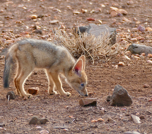 Black-backed jackal (Photo: Bernard DUPONT on Flickr)