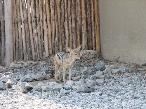 jackal namibia etosha okaukuejo (Photo: NH53 on Flickr)