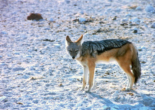 coyote wild (Photo: Caninest on Flickr)