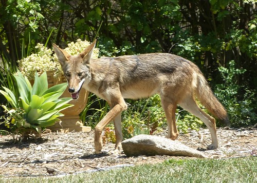 coyote (Photo: Mike's Birds on Flickr)