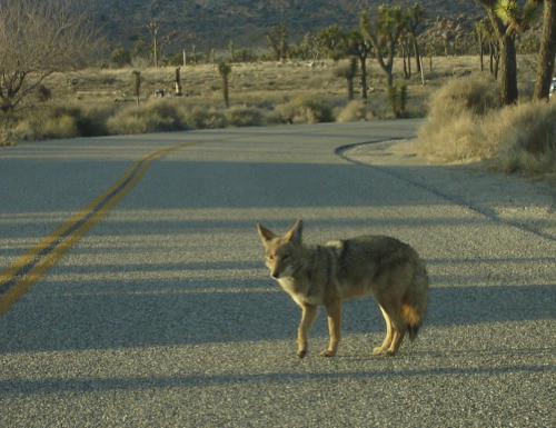 coyote joshuatree (Photo: Brandon Morse on Flickr)