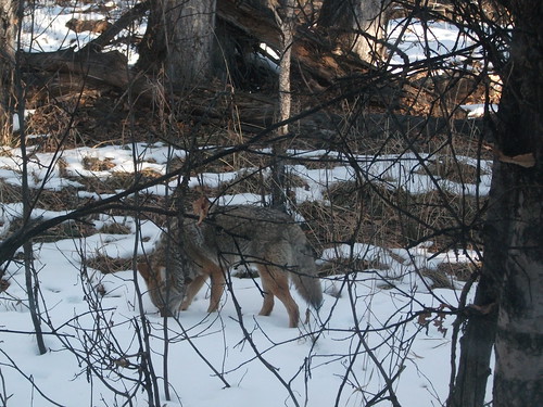 coyote (Photo: jimmypk218 on Flickr)