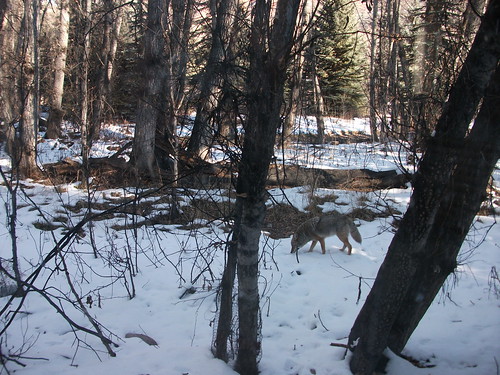coyote (Photo: jimmypk218 on Flickr)