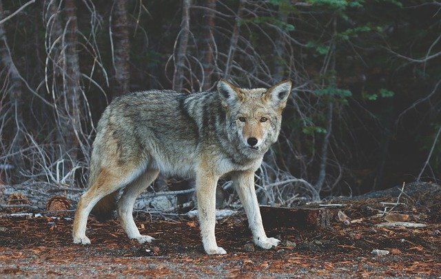 coyote, animal, canine