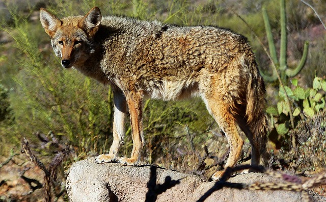 coyote, animal, nature