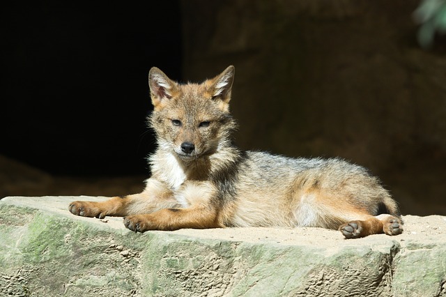 coyote, animals, zoo
