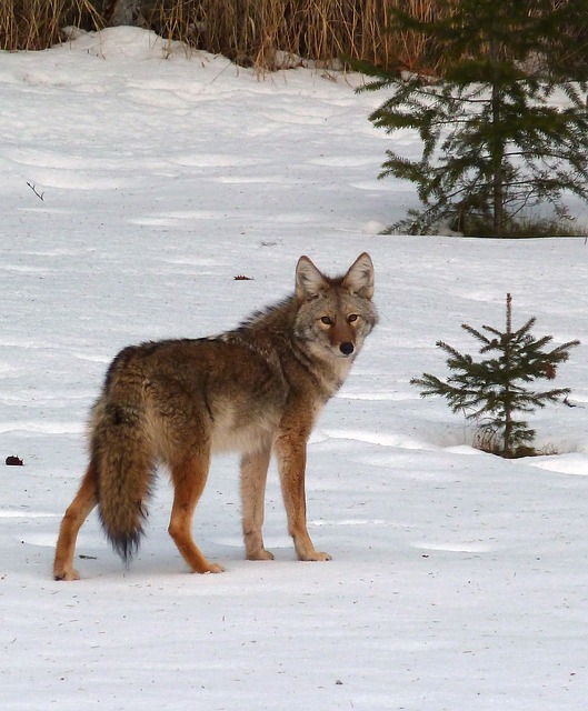 coyote, canis latrans, animal