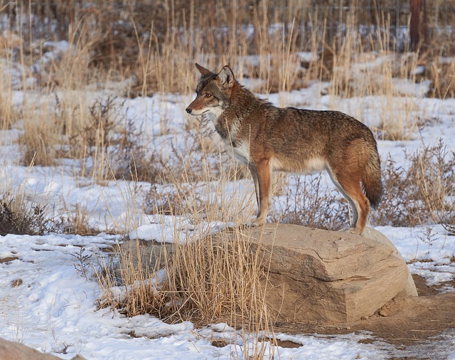 coyote, predator, mammal
