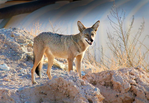 coyote desert animal nevada (Photo: Monkeystyle3000 on Flickr)