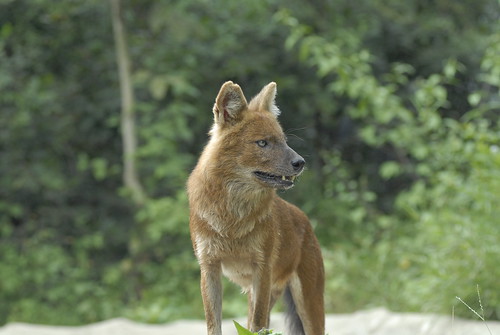 rescue dog cambodia wildlife dhole (Photo: Wildlife Alliance on Flickr)