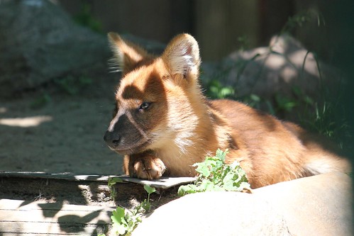 zoo magdeburg pup dhole (Photo: zoofanatic on Flickr)