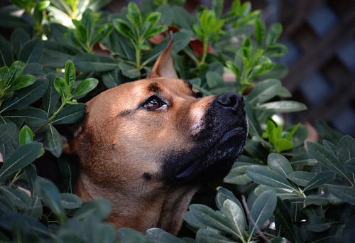 dog dogportrait dogbehavior camouflage hiding bush pet funny (Photo: sonstroem on Flickr)