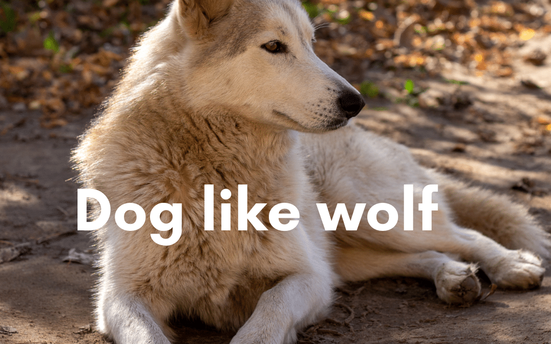 Wolf-like dogs: Looking like wild wolves!