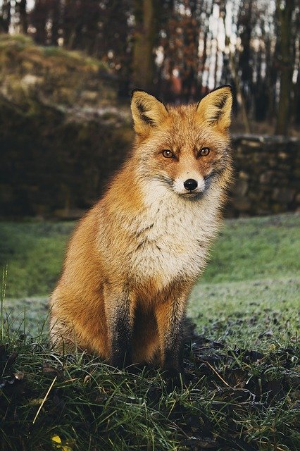 fox, animal, red fox