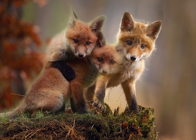 fox, cubs, cute