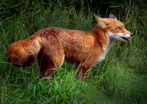 fox nature wildlife mammal bushy tail whiskers grass... (Photo: charlieishere@btinternet.com on Flickr)