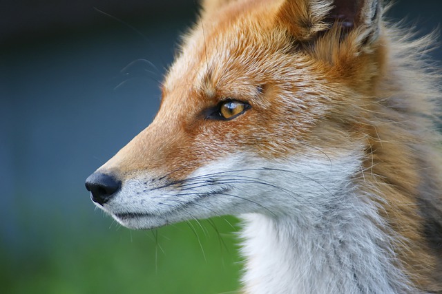 fox, nature, animals