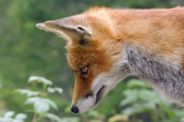 fox, red fox, animal