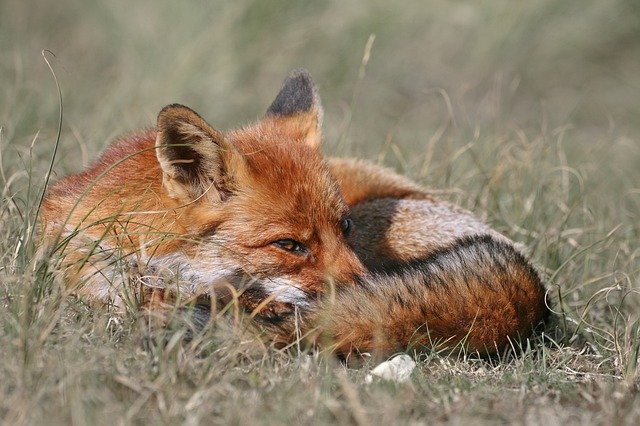fox, red fox, wildlife