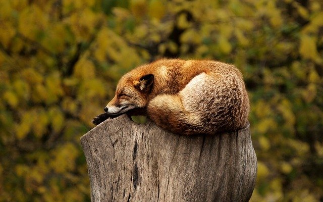 fox, sleeping, resting