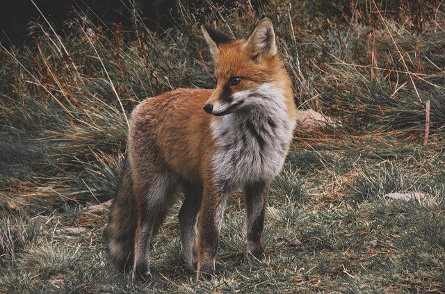 fox, wild, animal