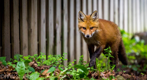 fox redfox juvenileredfox (Photo: NetReacher Image Studios on Flickr)