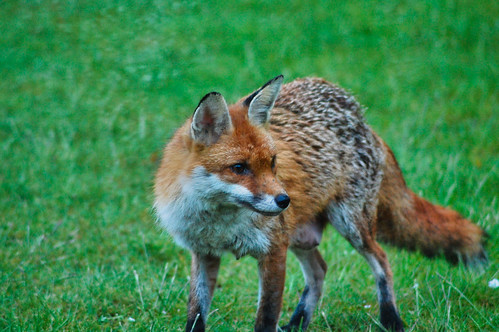 fox nature animal surrey wildlife garden red (Photo: Drew de F Fawkes on Flickr)