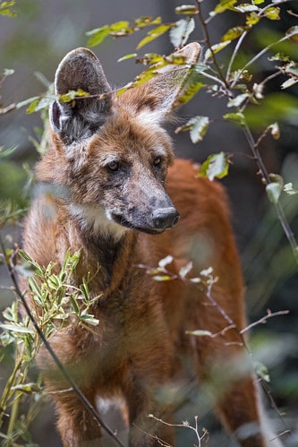 About Maned wolf news.