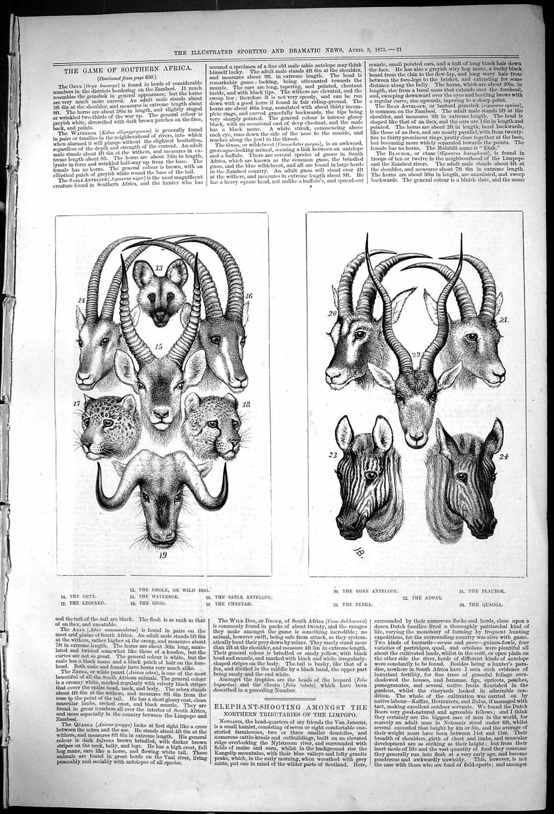 Old 1875 Game Africa Oryx Leopard Dhole Waterbok Antelope Addax Zebra Victorian