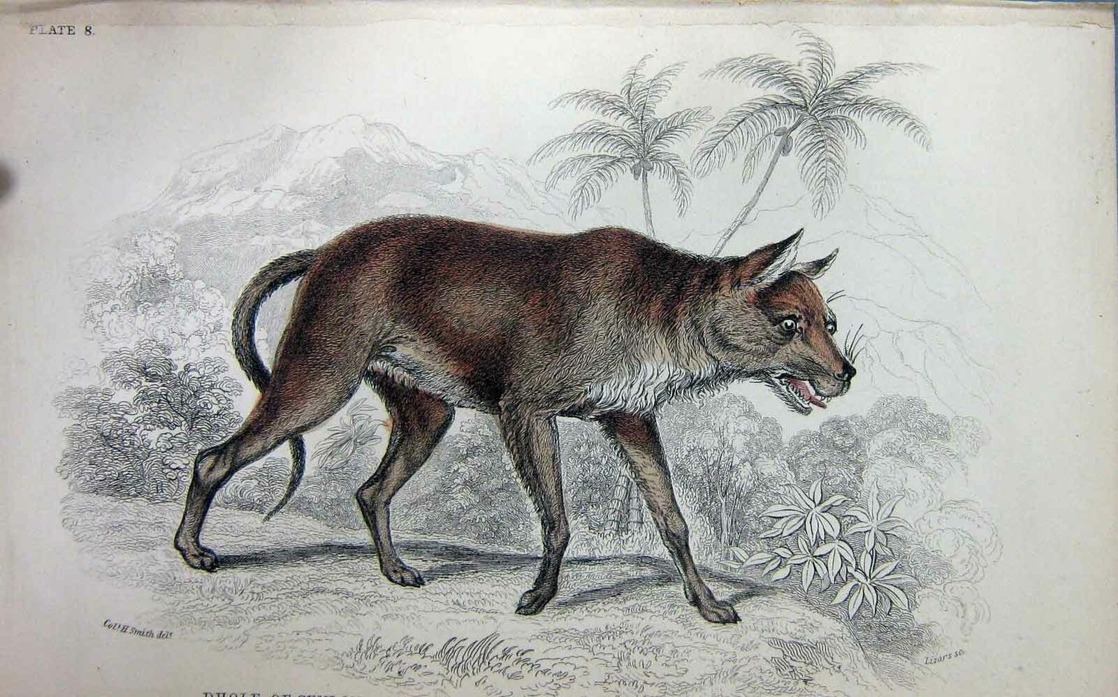 Original Old Antique Print Jardine C1839 Dhole Ceylon Animal Colour Plate 19th