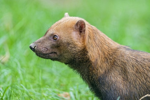 Bush Dog Facts You’ll Never Forge.